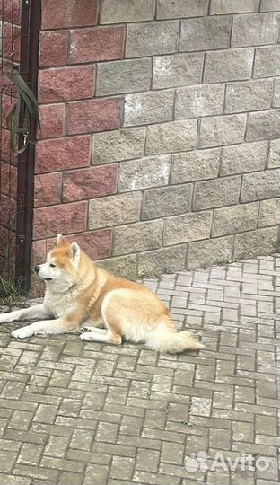 Щенки Акита-Ину