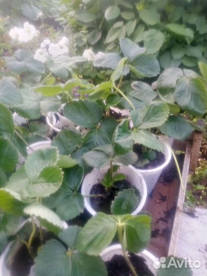 Саженцы клубники Фестивальная (садовая земляника)