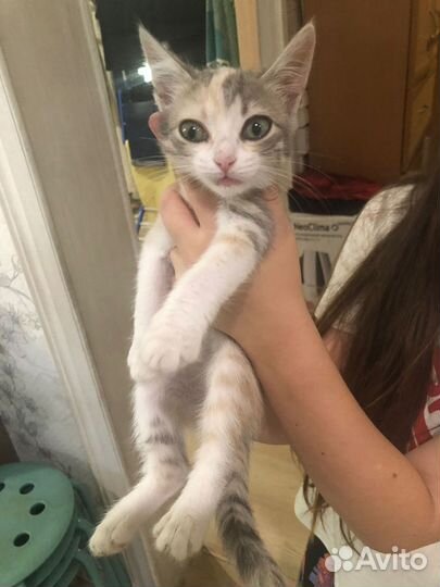 Котенок