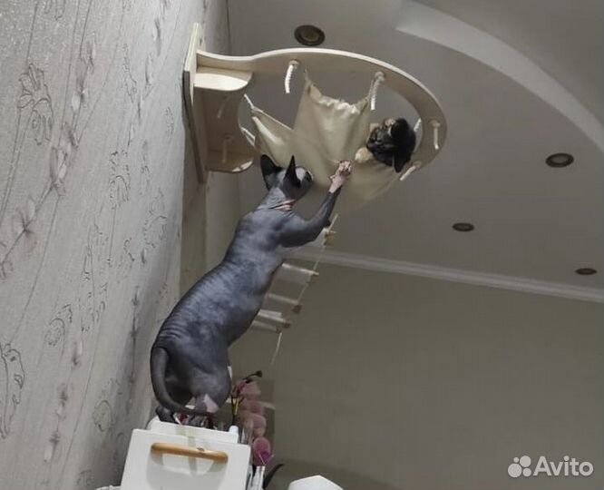 Домики на стену для кошачьих комплексов