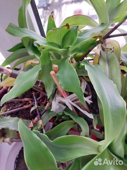 Кактусы, Золотой ус, Тещин язык, алоэ