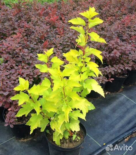 Пузыреплодник, барбарис