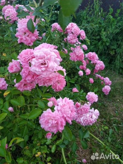 Розы плетистые садовые