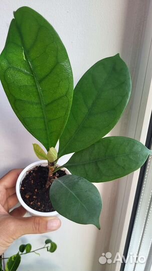 Фикус бокальчатоприлистниковый