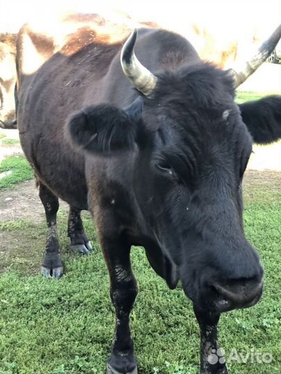 Племенные коровы