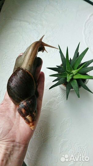 Улитки Ахатины, улитята 6 месяцев