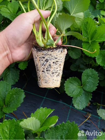 Саженцы клубники (земляники садовой)