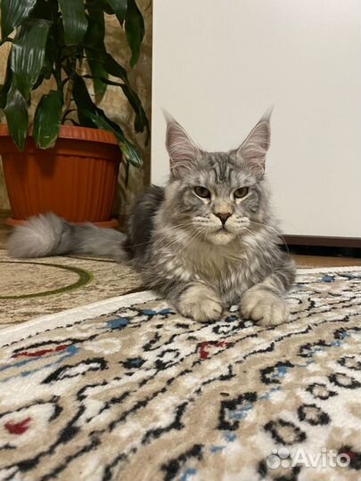 Мейн-кун полидакт