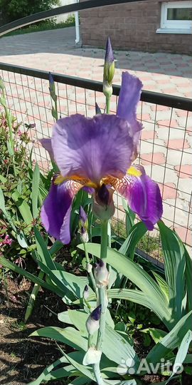 Ирисы