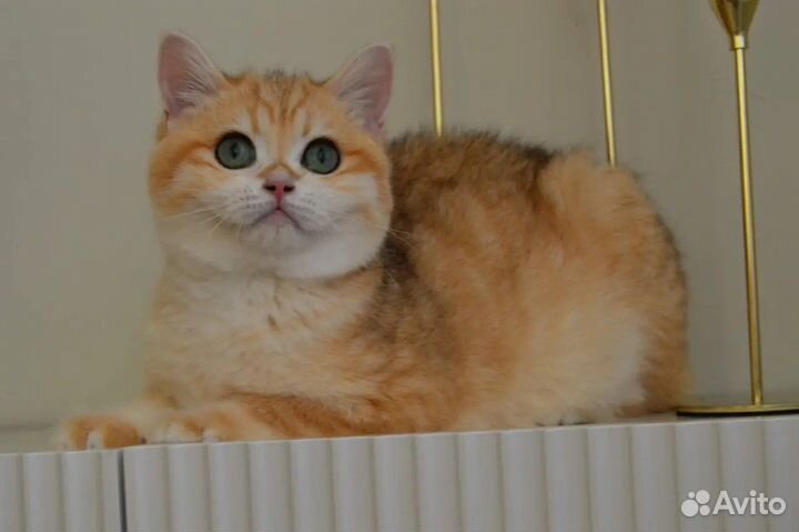 Зеленоглазый красавчик