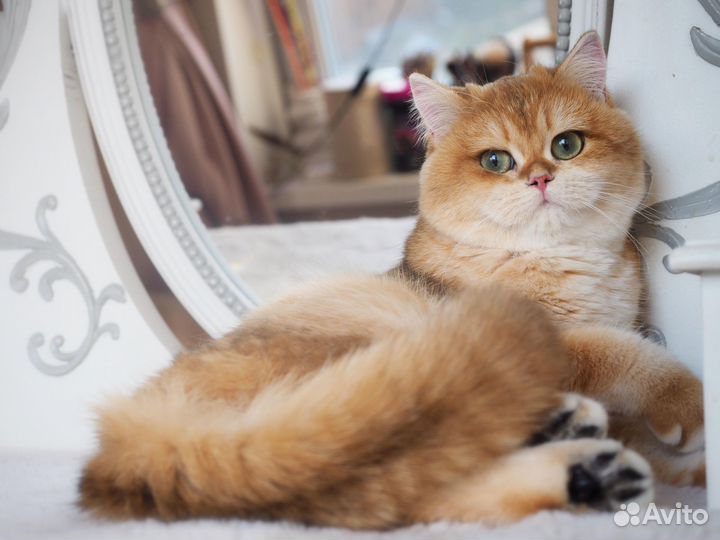 Британская кошечка