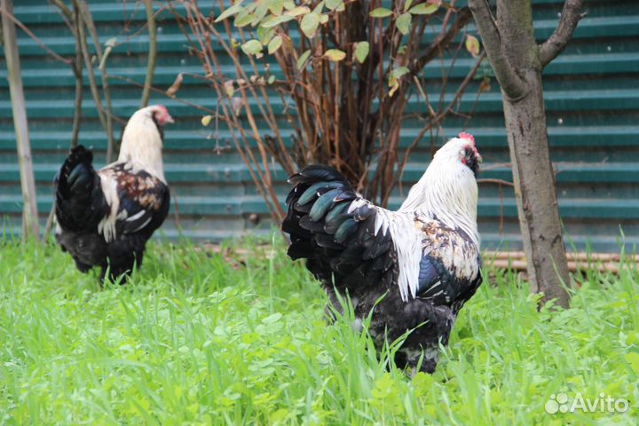 Петухи фавероль 6 месяцев