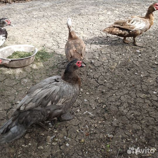 Семья Индоуток. Инкуб. Яйцо, Утята