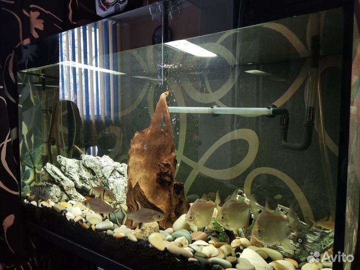 Аквариум