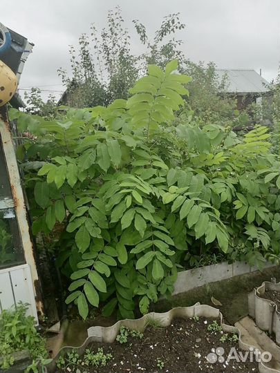 Манжурский орех саженец