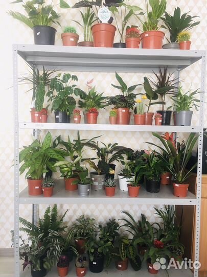 Продам комнатные цветы
