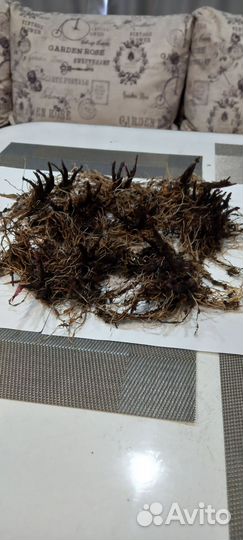 Луковицы черемши