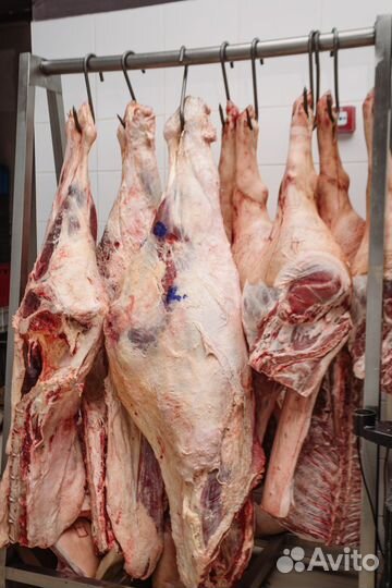 Мясо говядина, телятина, молодняк, задняя часть