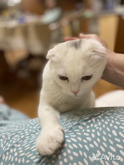 Шотландская вислоухая кошечка