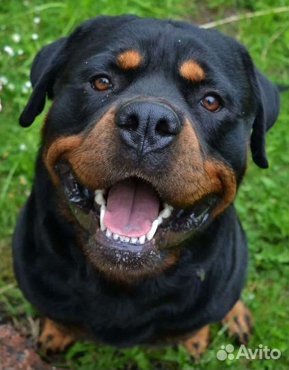 Вязка ротвейлера