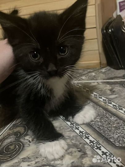 Котята ищут дом