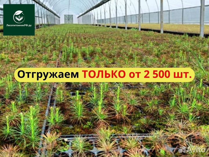 Сеянцы ели зкс опт