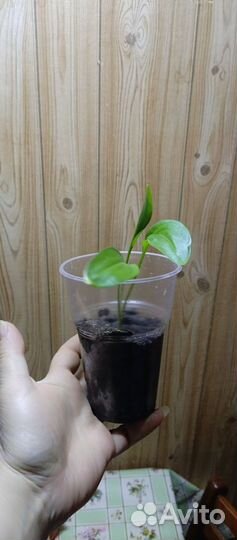 Калла Саншайн