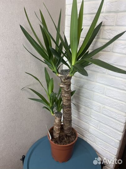 Пальма юкка 2 ствола комнатные цветы