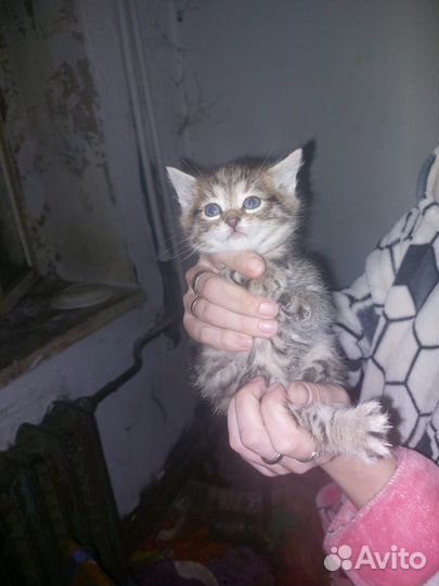 Кошки в добрые руки