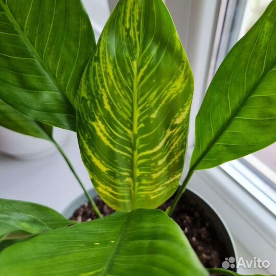 Спатифиллум зебра