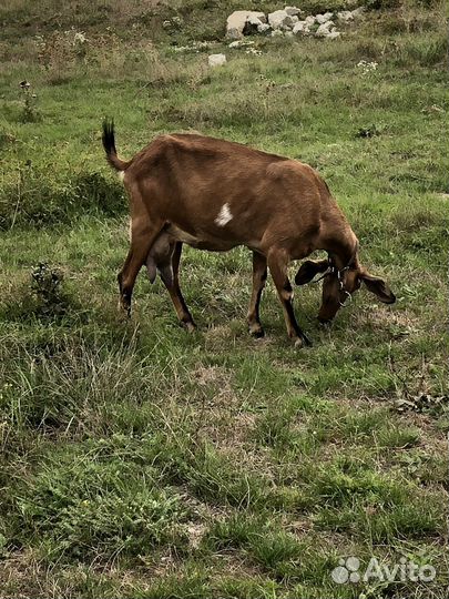 Козы дойные, козел на племя