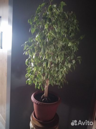 Фикус бенджамина большой