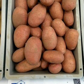 Семенной картофель Рэд Леди