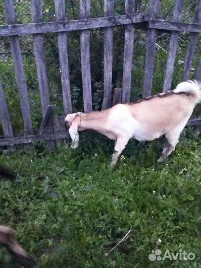 Нубийские козы