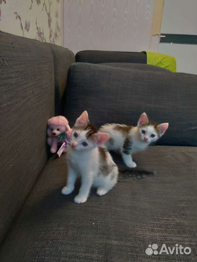 Кошка в дар