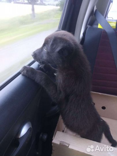 Щеночки в добрые руки девочки