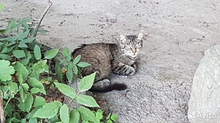 Ищем дом для кошки Малышки - камышки