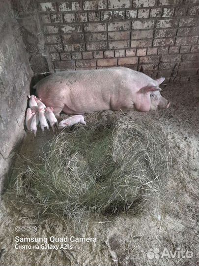 Мясо свинина индейка бройлеры сало копченое