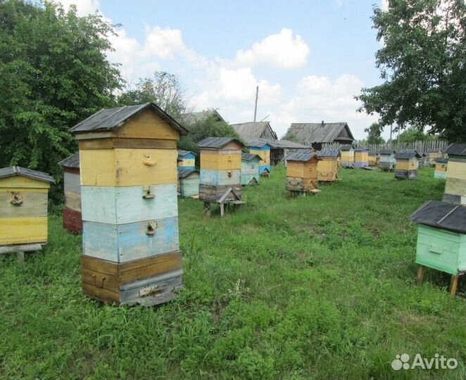 2024 Мёд натуральный алтайский опт