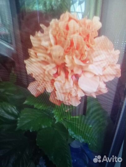 Гибискус оранжевый и розовый