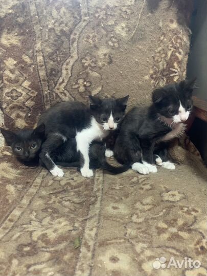 Отдам котят