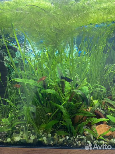 Аквариумное растение валлиснерия и улитки мелании
