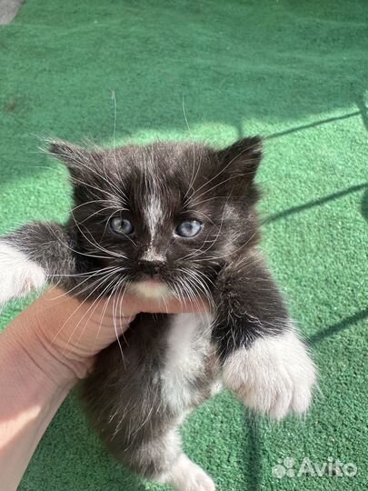 Отдаю прекрасных котят