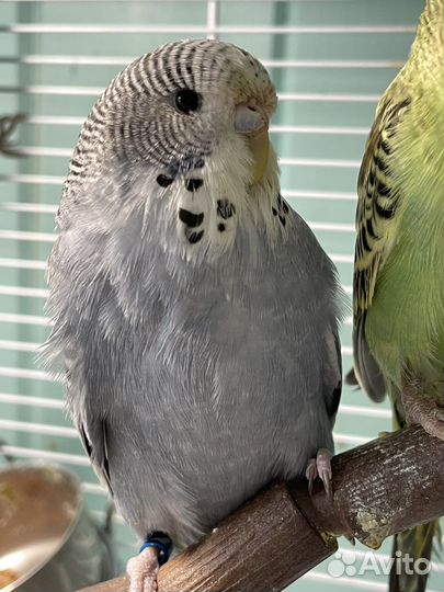 Выставочный волнистый попугай ввп чех