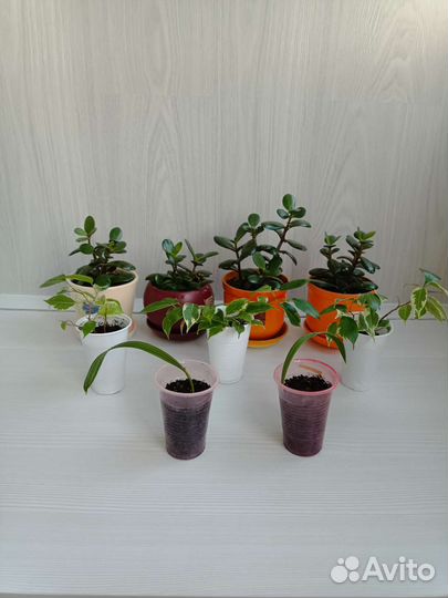 Толстянка, фикус - кинки, финиковая пальма