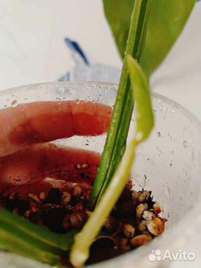 Филодендрон хосе буэно