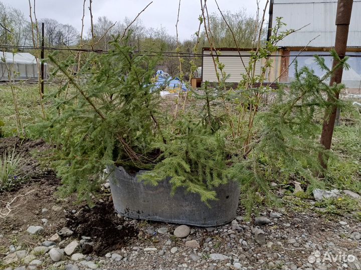 Продам саженцы ели