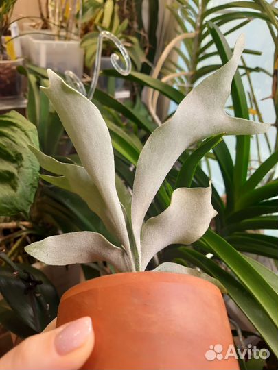 Папортник платицериум