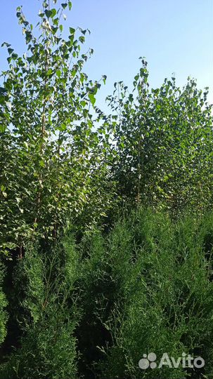 Берёза, туя