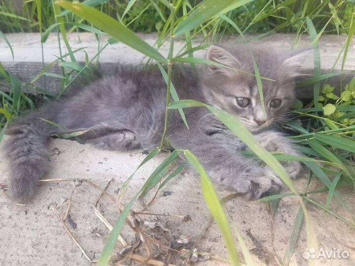 Котята от Шотландской Кошки